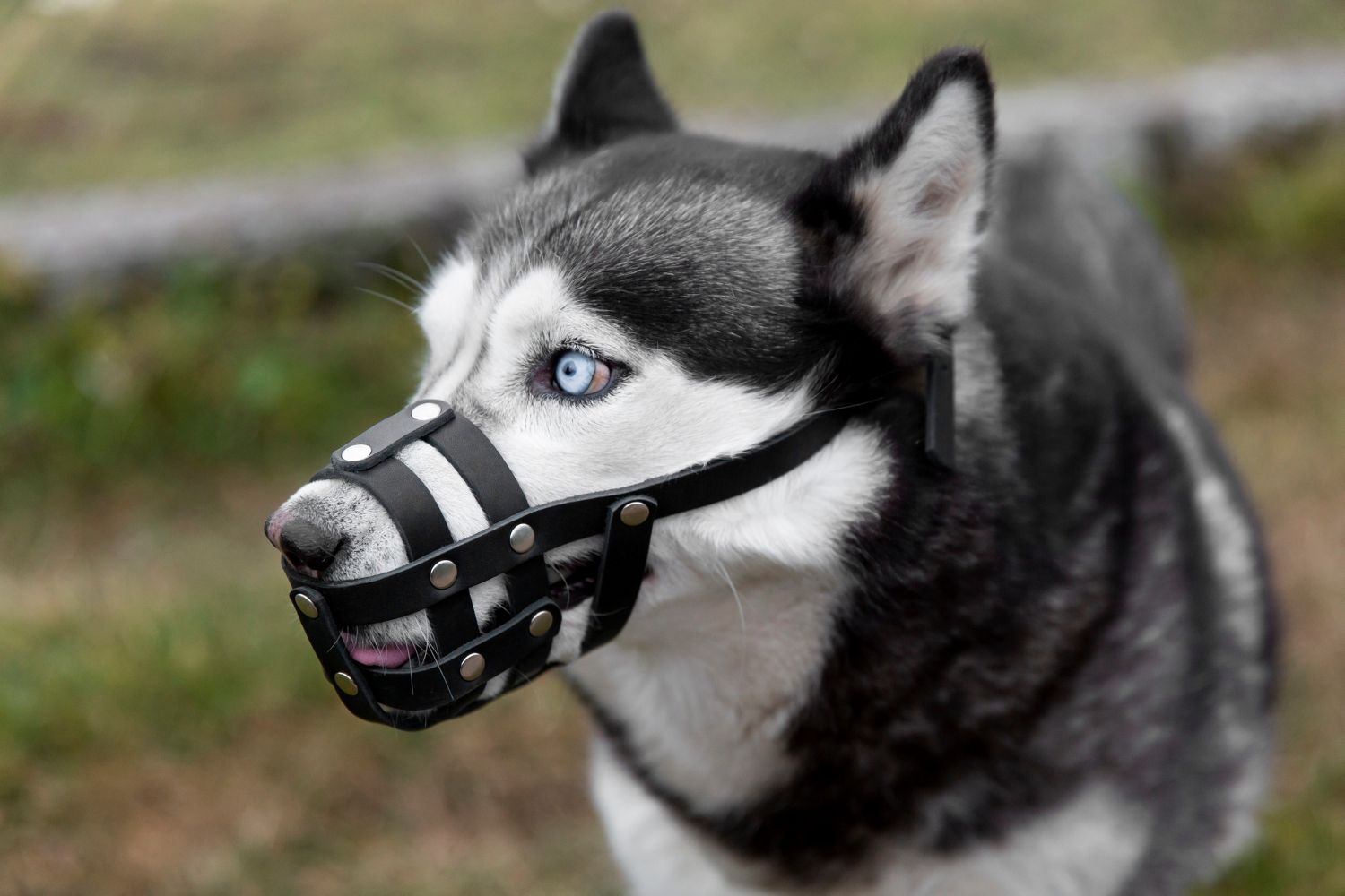 A black and white husky with striking blue eyes wears a black leather muzzle